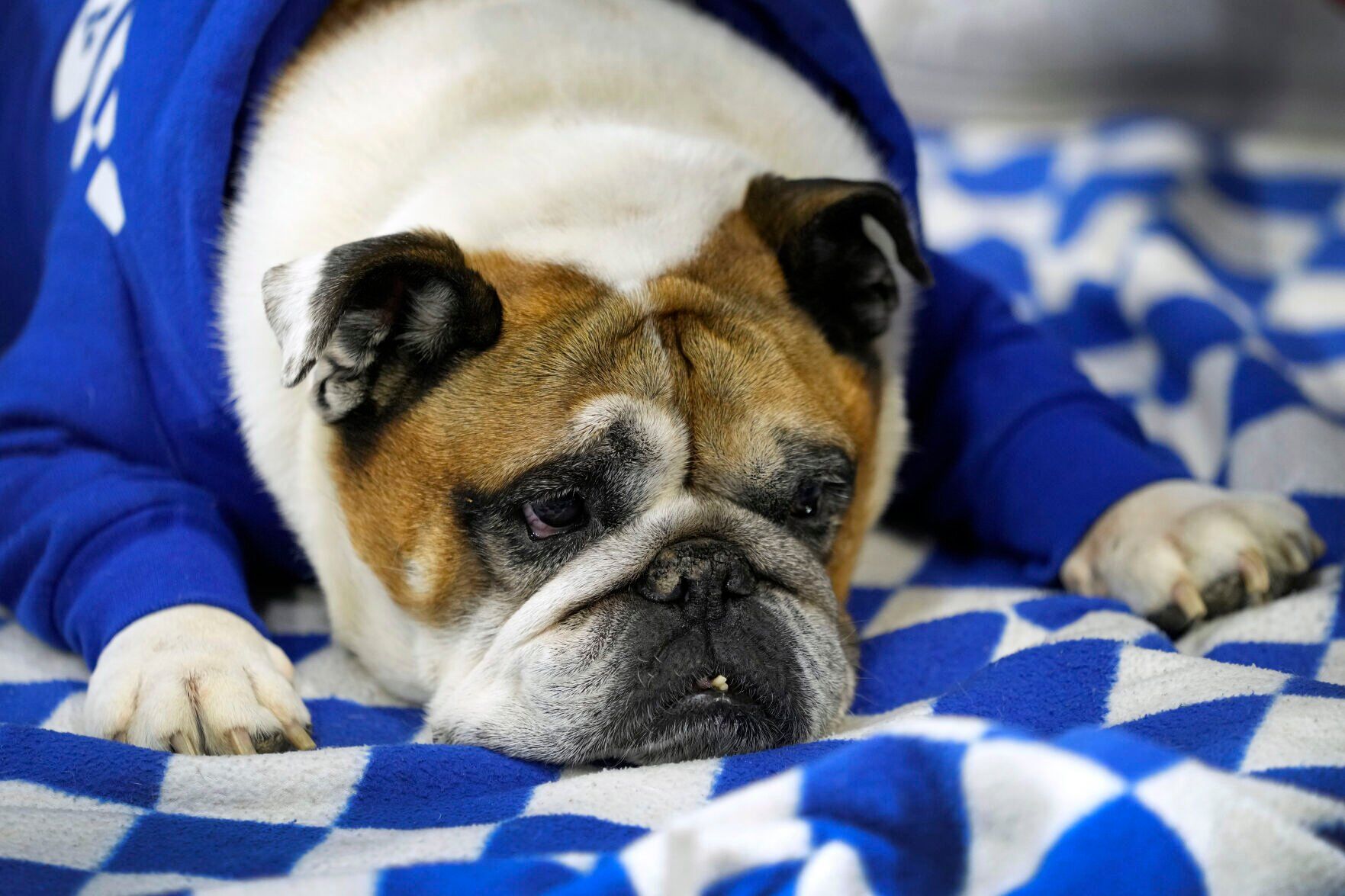 Beautiful Bulldogs